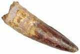 Fossil Spinosaurus Tooth - Real Dinosaur Tooth #348642-1